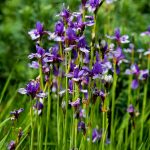 AudleyEnd June201644
