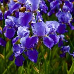 AudleyEnd June201685