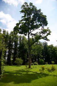 Highclere Castle 25July 2107
