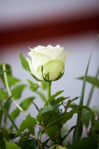 FlowerArranging