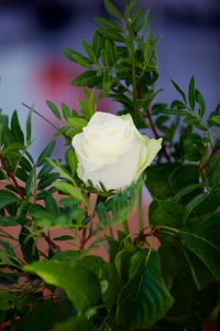 FlowerArranging