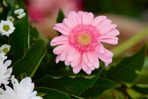 FlowerArranging