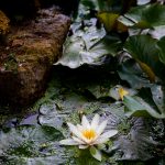 CraigleeHouse halfsize