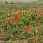 WaterperryGardens GardenVisits