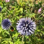 WaterperryGardens GardenVisits