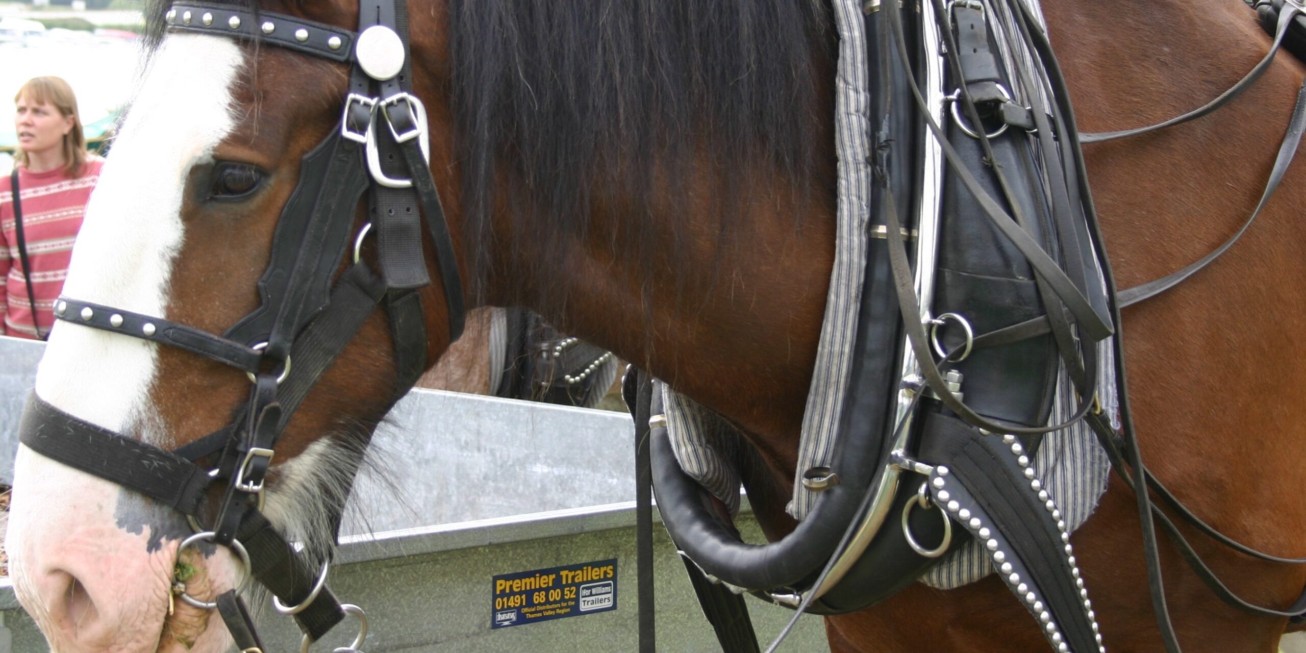 Horse