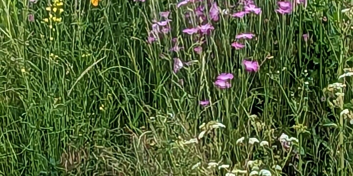 Wild Flowers (1)